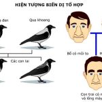 Biến dị tổ hợp là gì? Biến dị tổ hợp được xuất hiện trong hình thức sinh sản nào?