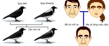 Biến dị tổ hợp là gì? Biến dị tổ hợp được xuất hiện trong hình thức sinh sản nào?