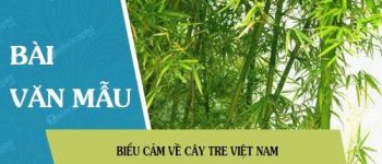 Biểu cảm về cây tre Việt Nam