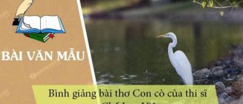 Bình giảng bài thơ Con cò của thi sĩ Chế Lan Viên