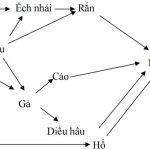 Bộ đề thi giữa học kì 2 lớp 9 năm 2021 – 2022