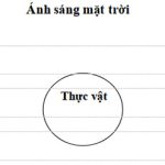 Bộ đề thi học kì 2 môn Khoa học lớp 4 theo Thông tư 22