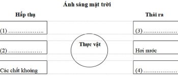 Bộ đề thi học kì 2 môn Khoa học lớp 4 theo Thông tư 22