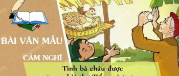 Cảm nghĩ về tình bà cháu được trong bài thơ Tiếng gà trưa