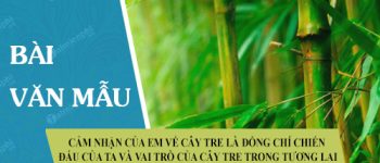 Cảm nhận của em về cây tre là đồng chí chiến đấu của ta và vai trò của cây tre trong tương lai. Nêu cảm nghĩ của em sau khi đọc bài tuỳ bút Cây tre Việt Nam