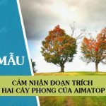 Cảm nhận đoạn trích Hai cây phong của Ai-ma-tốp