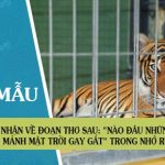 Cảm nhận về đoạn thơ sau: “Nào đâu những đêm… mảnh mặt trời gay gắt” trong Nhớ rừng