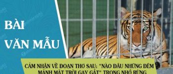 Cảm nhận về đoạn thơ sau: “Nào đâu những đêm… mảnh mặt trời gay gắt” trong Nhớ rừng