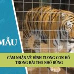 Cảm nhận về hình tượng con hổ trong bài thơ Nhớ rừng