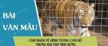 Cảm nhận về hình tượng con hổ trong bài thơ Nhớ rừng