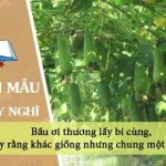 Chứng minh câu ca dao Bầu ơi thương lấy bí cùng, tuy rằng khác giống nhưng chung một giàn