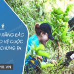 Dàn ý Chứng minh rằng bảo vệ rừng bảo vệ cuộc sống của chúng ta