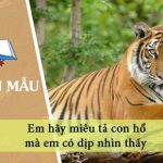 Dàn ý em hãy miêu tả con hổ mà em có dịp nhìn thấy