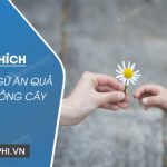 Dàn ý Giải thích câu tục ngữ Ăn quả nhớ kẻ trồng cây