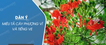 Dàn ý miêu tả cây phượng vĩ và tiếng ve