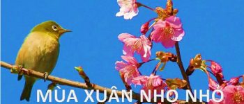 Dàn ý phân tích tác phẩm Mùa xuân nho nhỏ của Thanh Hải hay nhất (11 mẫu)