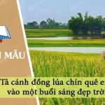 Dàn ý tả cánh đồng lúa chín quê em vào một buổi sáng đẹp trời