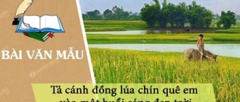 Dàn ý tả cánh đồng lúa chín quê em vào một buổi sáng đẹp trời