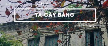 Dàn ý Tả cây bàng