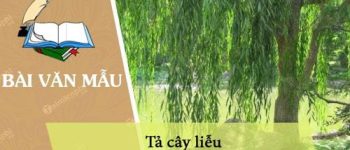 Dàn ý tả cây liễu