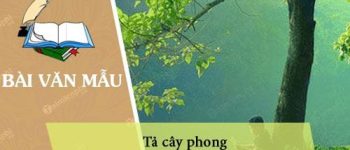 Dàn ý tả cây phong