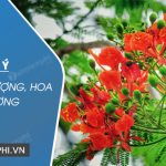 Dàn ý Tả cây phượng, hoa phượng