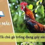 Dàn ý tả chú gà trống đang gáy sáng