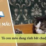 Dàn ý tả con mèo đang rình bắt chuột