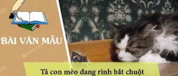 Dàn ý tả con mèo đang rình bắt chuột