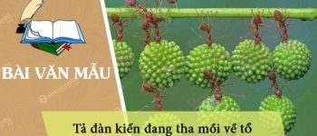 Dàn ý tả đàn kiến đang tha mồi về tổ