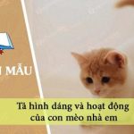 Dàn ý tả hình dáng và hoạt động của con mèo nhà em