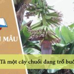 Dàn ý tả một cây chuối đang trổ buồng