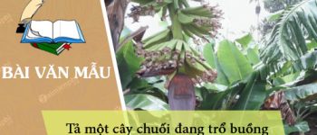 Dàn ý tả một cây chuối đang trổ buồng