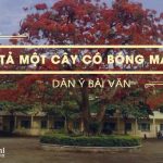 Dàn ý tả một cây có bóng mát