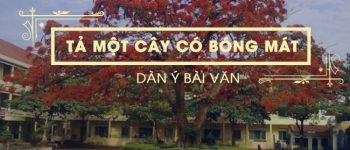 Dàn ý tả một cây có bóng mát