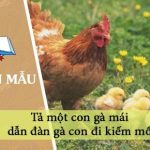 Dàn ý tả một con gà mái dẫn đàn gà con đi kiếm mồi