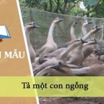 Dàn ý tả một con ngỗng