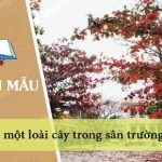 Dàn ý tả một loài cây trong sân trường em