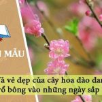 Dàn ý tả vẻ đẹp của cây hoa đào đang trổ bông vào những ngày sắp Tết