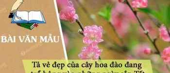 Dàn ý tả vẻ đẹp của cây hoa đào đang trổ bông vào những ngày sắp Tết