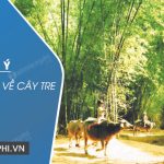 Dàn ý thuyết minh về cây tre