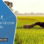 Dàn ý thuyết minh về con trâu