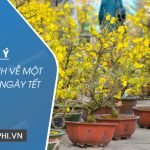 Dàn ý thuyết minh về một loài hoa ngày Tết