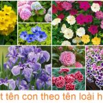 Đặt tên con gái theo các loài hoa – ý tưởng không bao giờ lỗi mốt