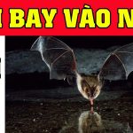 Dơi bay vào nhà là điềm gì? Dơi bay vào nhà là số mấy? Bật mí con số may mắn