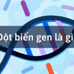 Đột biến gen là gì? Đặc điểm của đột biến gen. Các dạng đột biến gen