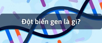 Đột biến gen là gì? Đặc điểm của đột biến gen. Các dạng đột biến gen