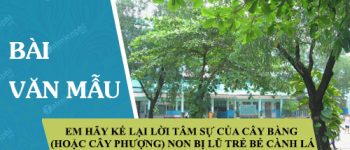 Em hãy kể lại lời tâm sự của cây bàng (hoặc cây phượng) non bị lũ trẻ bẻ cành lá