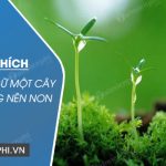 Giải thích câu tục ngữ Một cây làm chẳng nên non