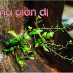 Giản dị là gì? Lối sống giản dị là gì?